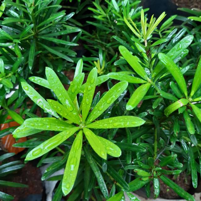 Tanaman hias lohansung taiwan - bahan bonsi lohansung taiwan