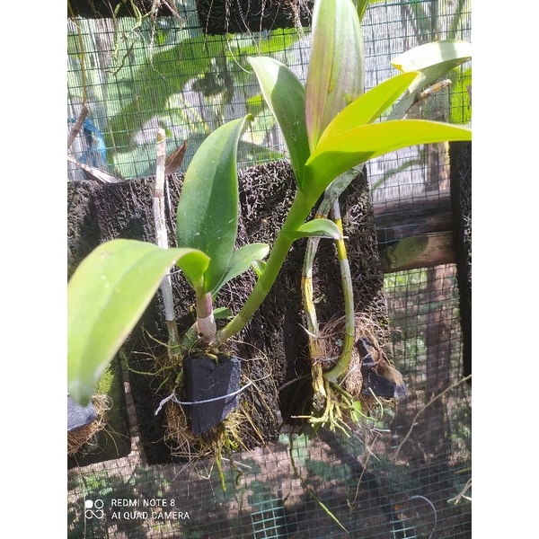 Anggrek Rawatan Papan Pakis(Akar Jalan)