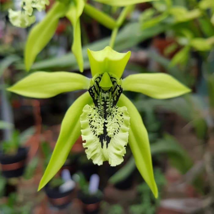 Anggrek Coelogyne Pandurata