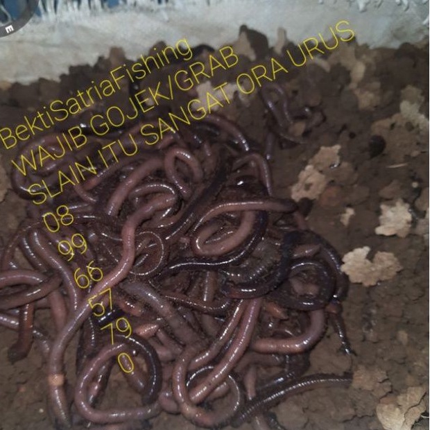 Cacing Kebo - cacing kalung umpan mancing - Cacing Obat Typus