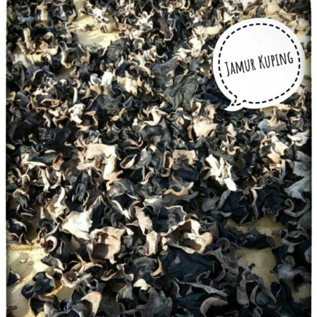 

Jamur kuping kering 50 gr