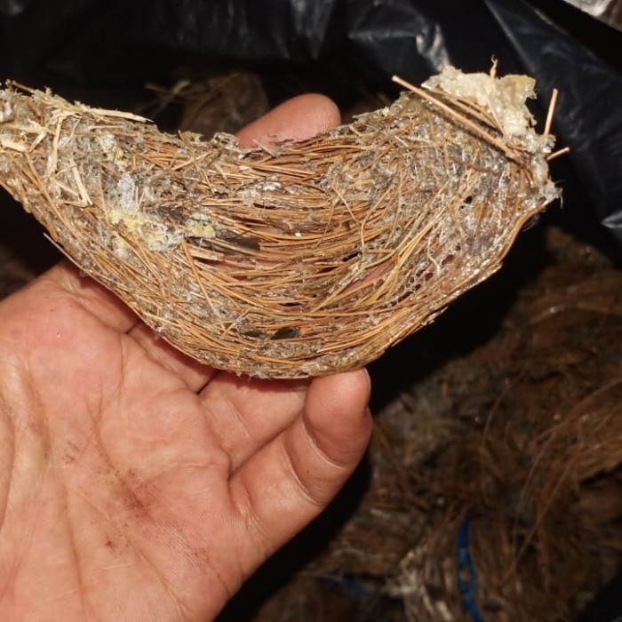 

Sarang Burung Sriti Nest 100 gram (BERKUALITAS)