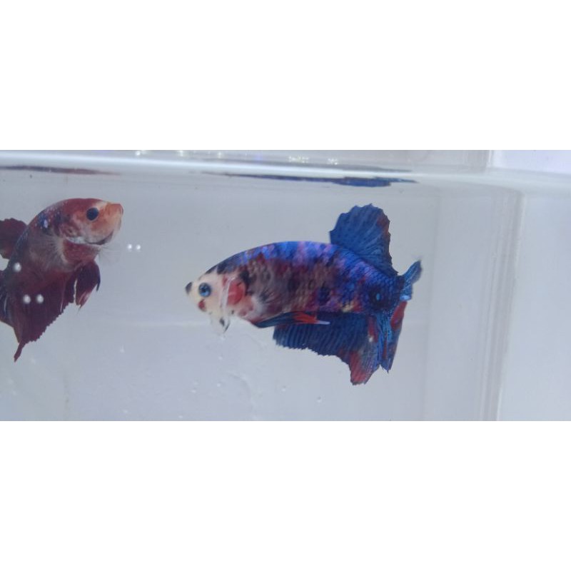Ikan Cupang - Ikan - Giant - Cupang Giant - Koi Galaxy - Betta Fish Giant - Ikan Cupang Giant