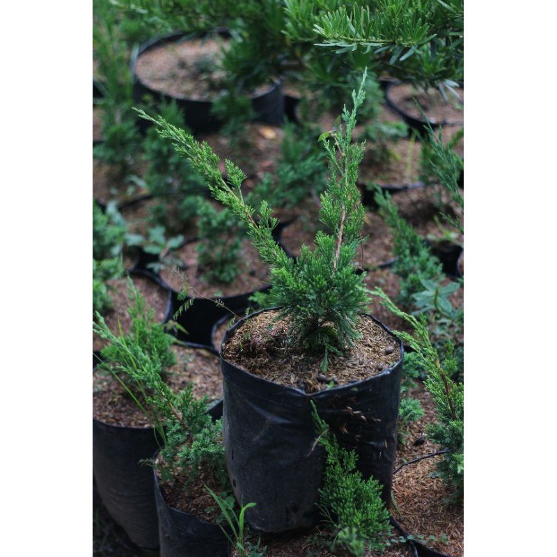 bahan bonsai Cemara sinensis horizontal