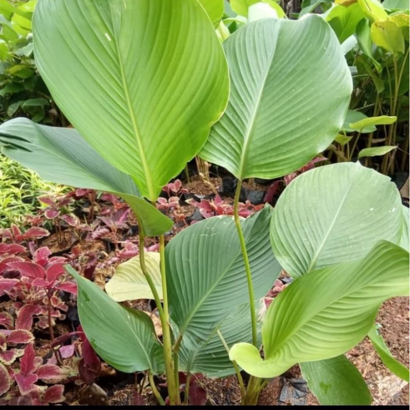 Tanaman hias calathea pisang