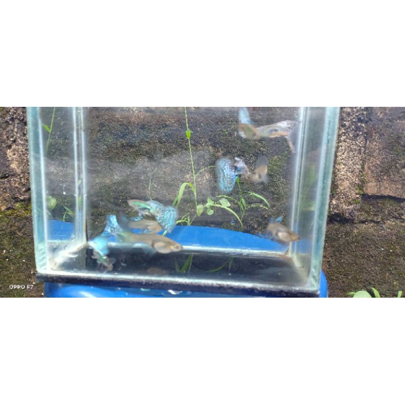 

ikan Guppy blue Gress