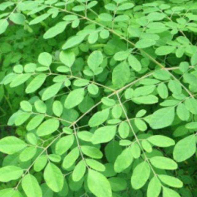 

Daun dan batang kelor segar