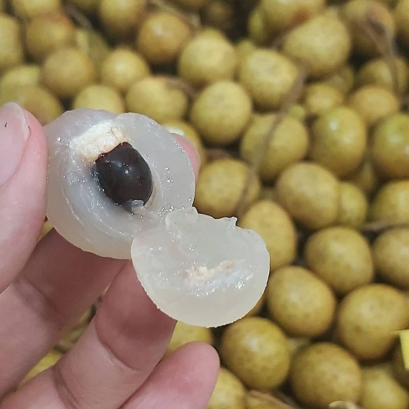 

Buah Lengkeng Thailan Segar 500 Gram