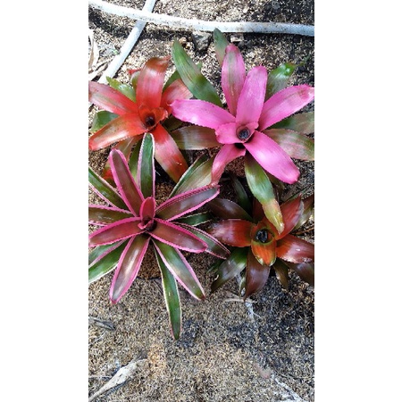 paketan bromelia