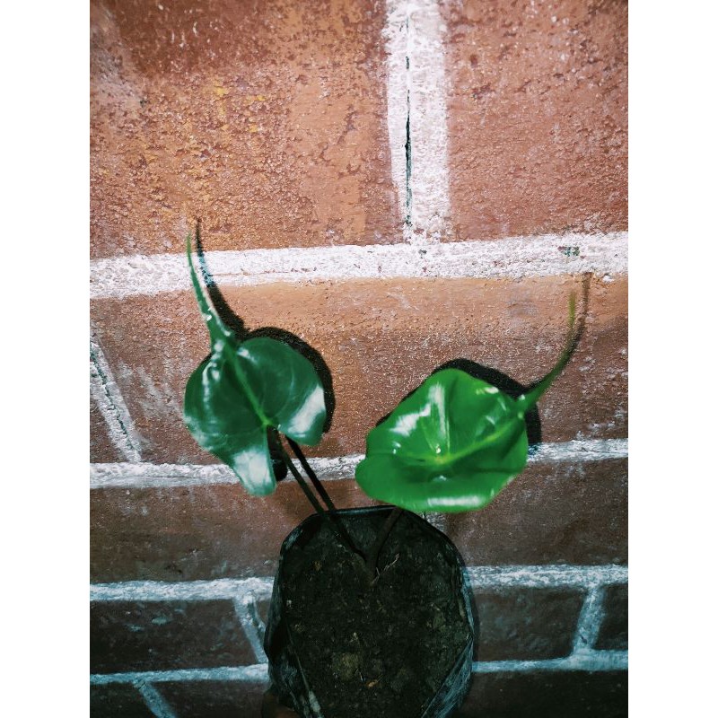 Alocasia Stingray Baby Murah