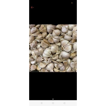 

Bawang Putih Kating 250 gram