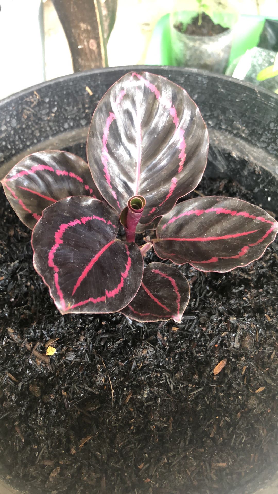 Tanaman Hias Calathea Murah Calathea Black Lipstik