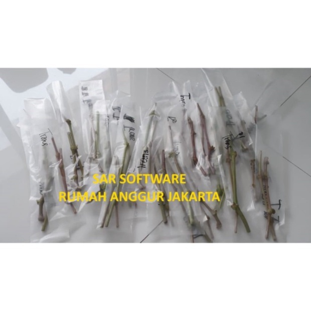 Jual Entres Anggur Impor 1 Paket 2 Batang Entres Muda 2 mata tunas Berkualitas