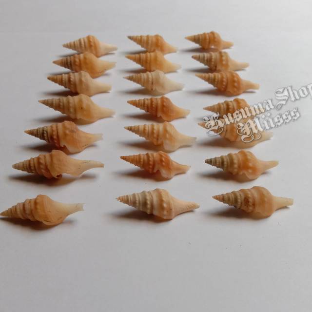 CANGKANG KERANG TEROMPET KECIL / KEONG / BAHAN KERAJINAN / HIASAN AQUARIUM ( AQUASCAPE )