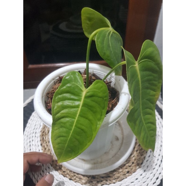ANTHURIUM VEITCHII EKUADOR ORI & ANTHURIUM VEITCHII BLACK