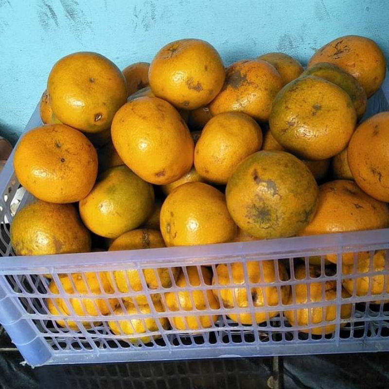 

Jeruk Medan Jumbo Ganda Segar dan Sehat Paket 10 kg