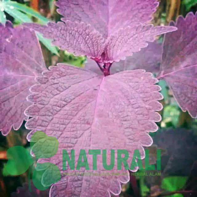 

Daun segar jawer kotok/miana 1000 gram siap petik herbal kecantikan