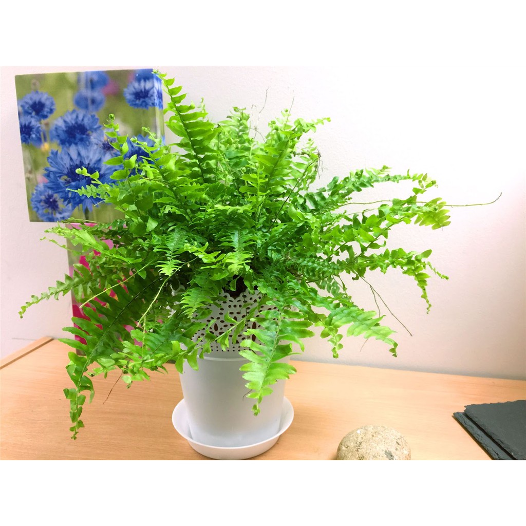 Tanaman Hias Daun Pakis Boston (Boston Fern)