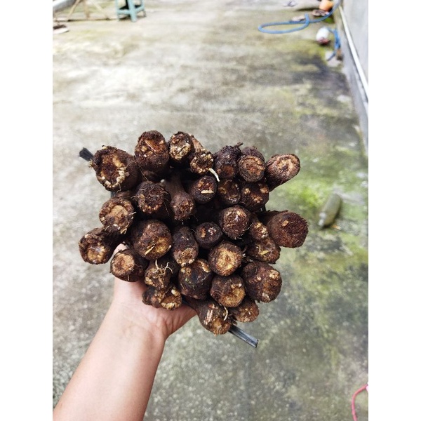 cutting anggur alfonso sudah berkalus