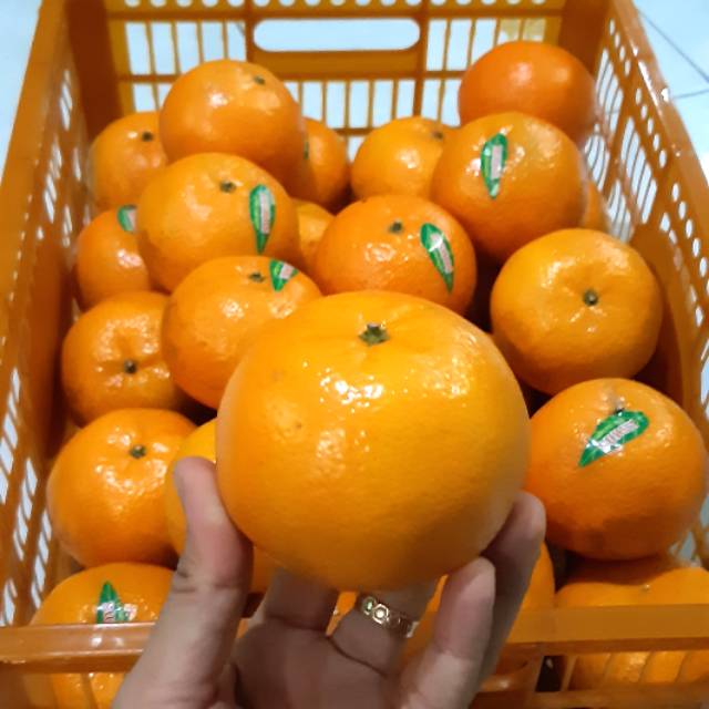

Buah Jeruk Mandarin Kino Segar 1 Keranjang Harga Lebih Hemat dr Kiloan