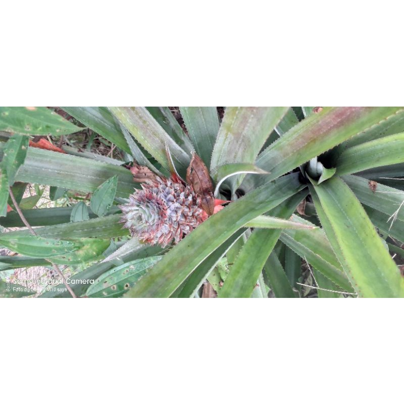 

nanas muda || nanas berkhasiat || herbal alami || buah alami