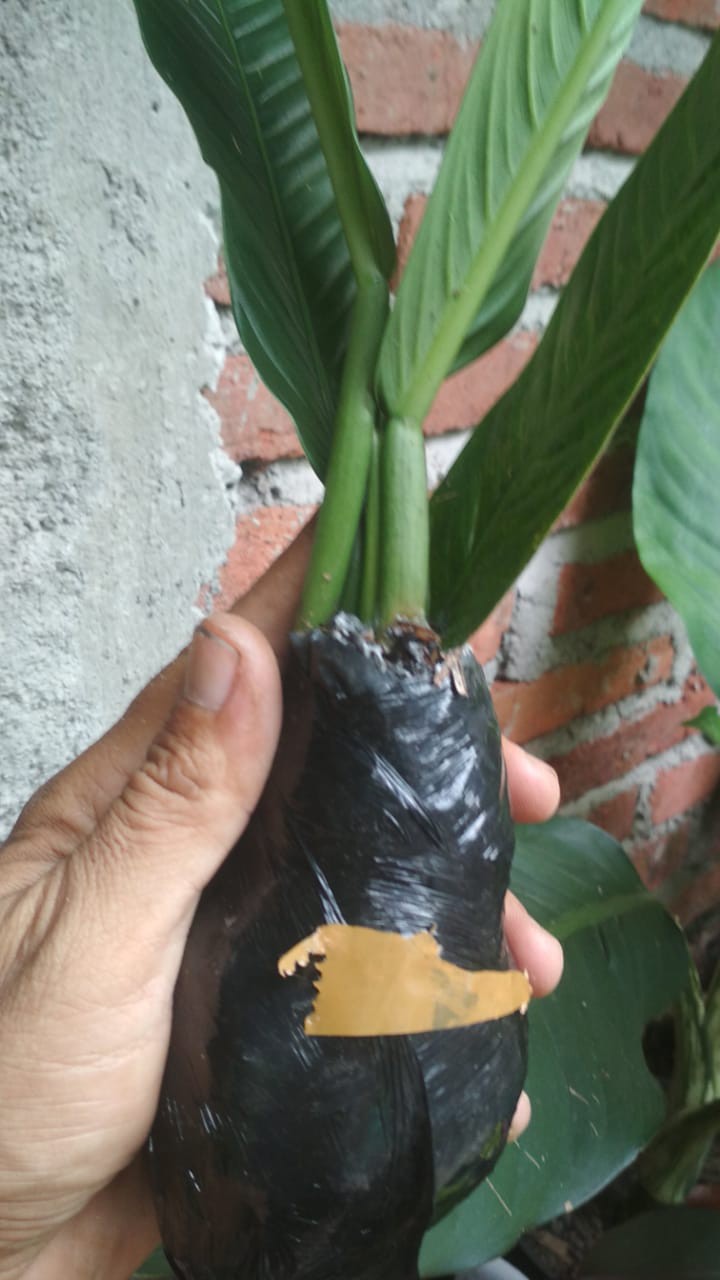 Tanaman Hias Bibit Anturium Linet