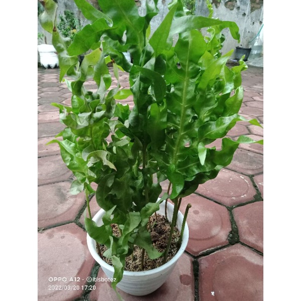 Tanaman hias Pakis Lidah Api