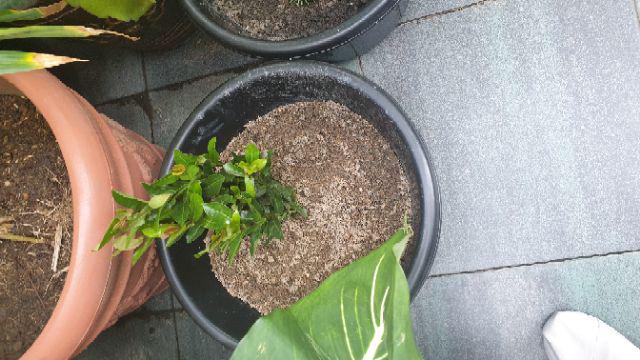 Tanaman Asoka Bunga Merah / Tanaman Soka Bangkok