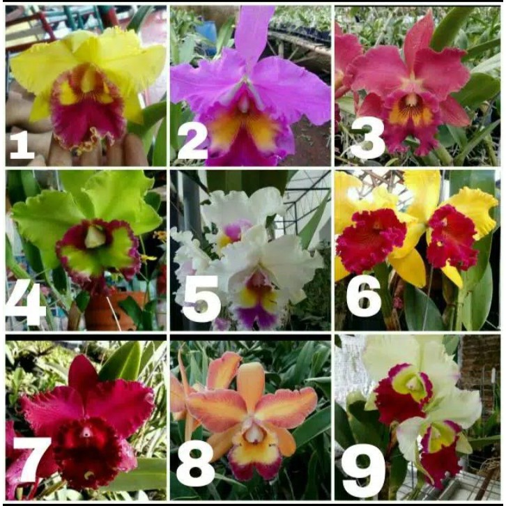 Anggrek Cattleya Remaja