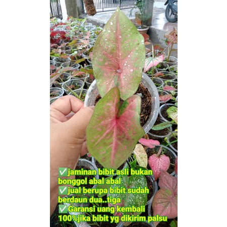 Keladi Thailand new series