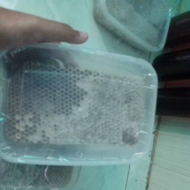 

Madu milifera sarang