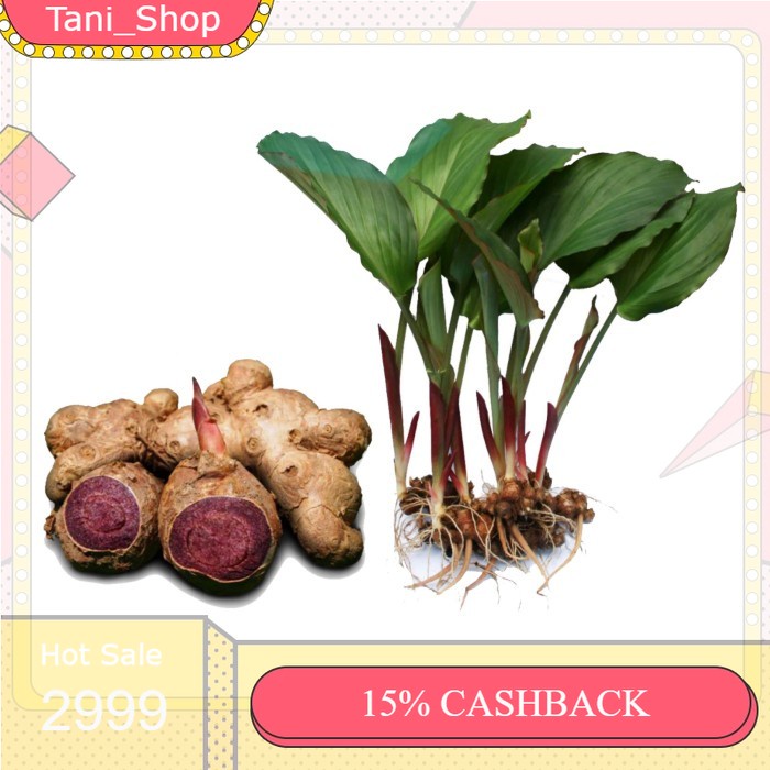 bibit Kunyit Hitam Asli - dan rimpang Original Curcuma Caesia masih muda