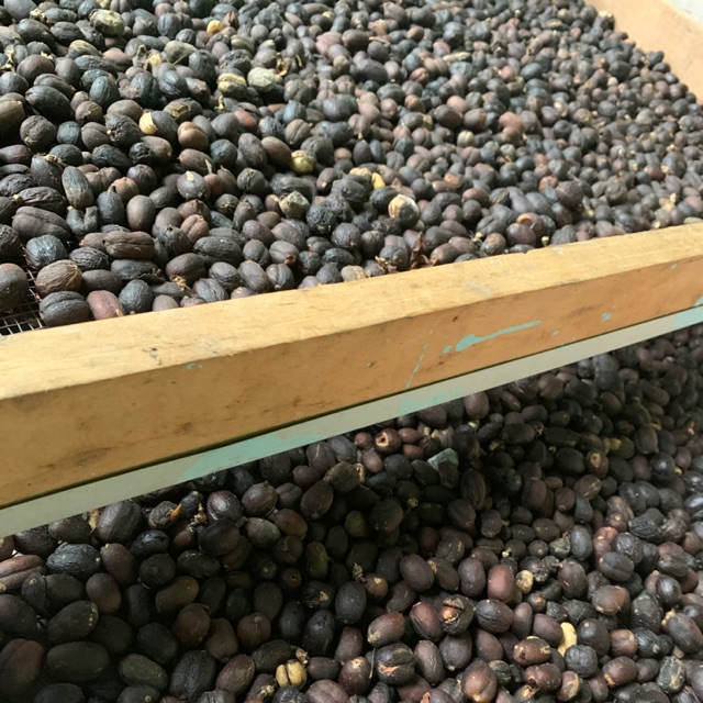 

Kopi Arabika Gayo