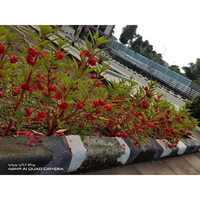 biji bunga pacar air