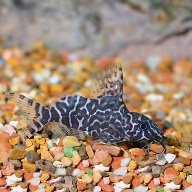 ikan sapu sapu synodontis/ikan sapu2 aquascape/ikan sapu2 aquarium