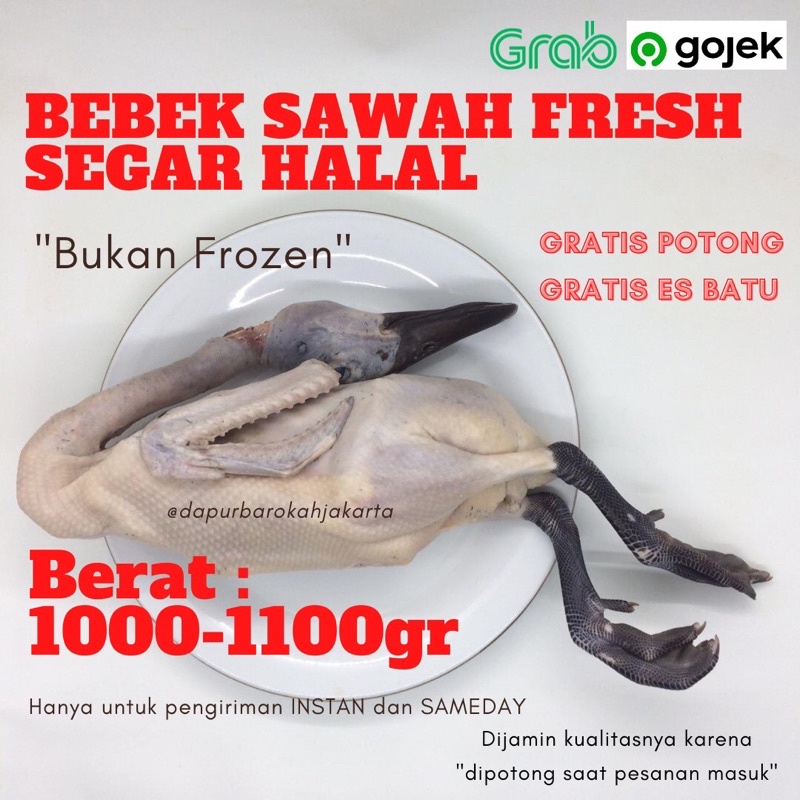 

BEBEK SAWAH BESAR SEGAR BERSIH HALAL MURAH BERKUALITAS [1000 GR++]