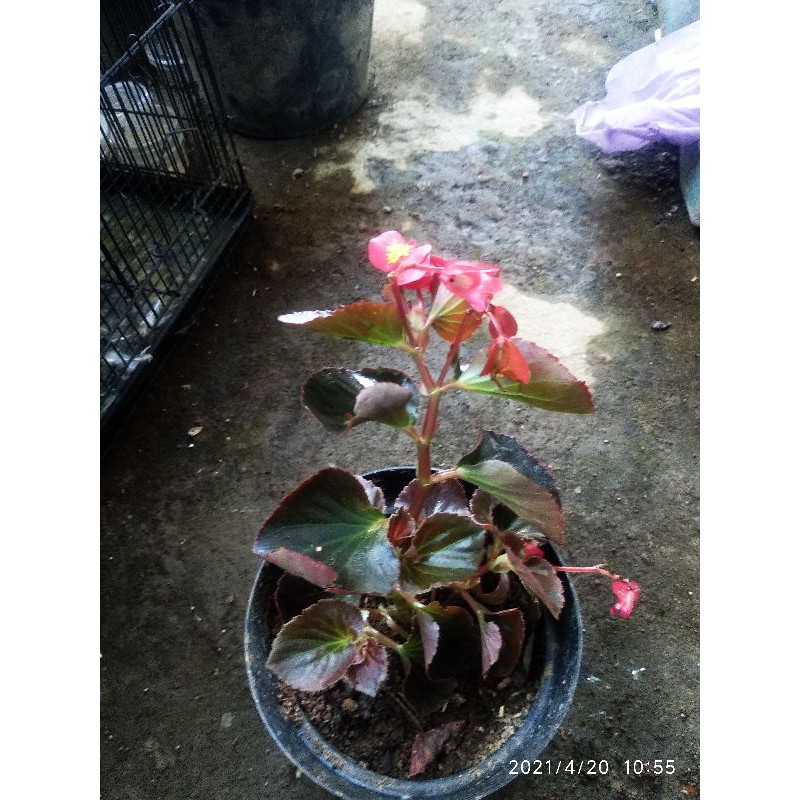 begonia mawar merah