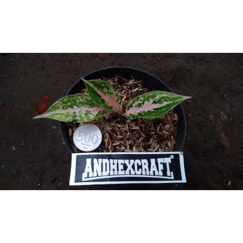 Tanaman Hias Aglonema Cantik Madona Twister .