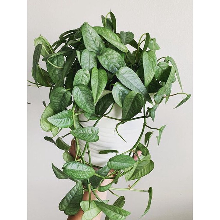 Ready CEBU BLUE EPIPRENUM TANAMAN HIAS CEBU BLUE