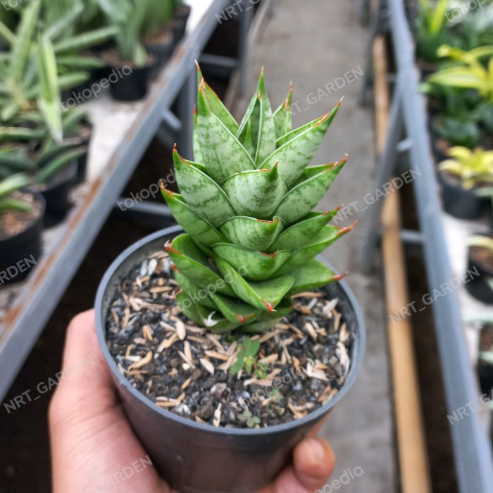 Tanaman Hias Sukulen // Sansiviera Pagoda Hybrid