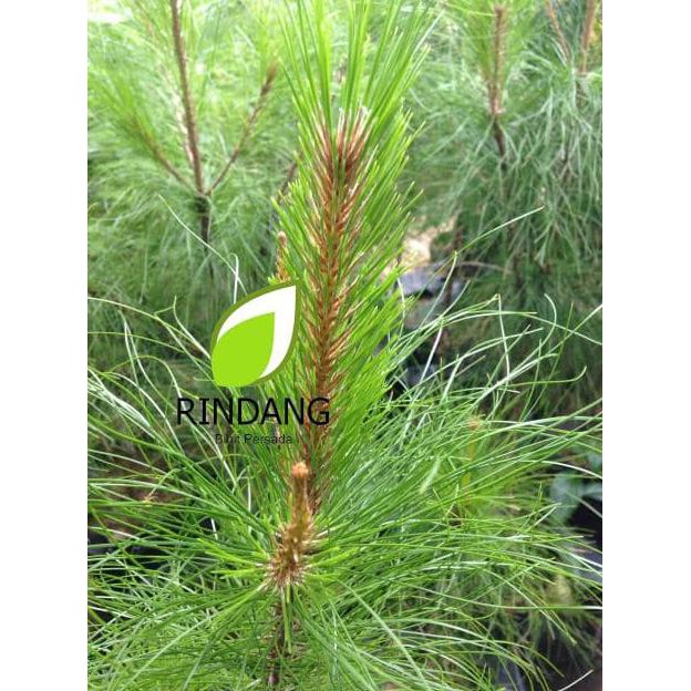 N3W Bibit Pinus | Bibit Pinus Hias | Tanaman Hias Pinus Lock