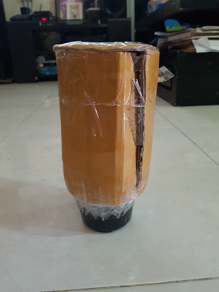 Tanaman Hias Daun Hypoestes Polkadot - Tanaman Hipotes