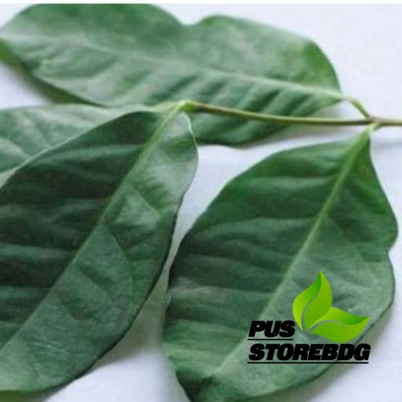 

Daun Salam Segar 250 Gram