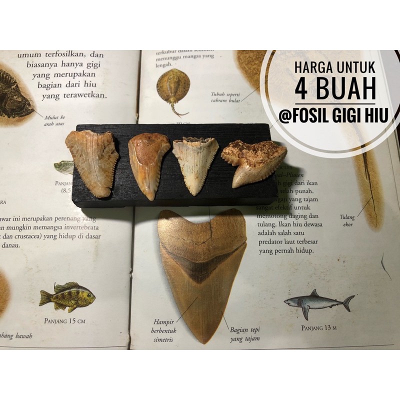 Fosil Gigi Hiu Temuan H9 atau Fosil Taring Megalodon atau Batu Fossil