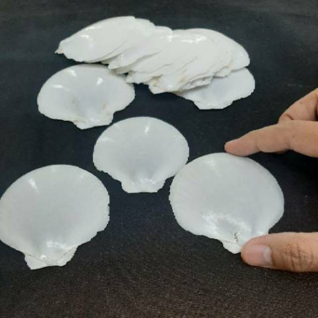Kerang kipas hias - cangkang kerang - putih cangkang - kerang alam - kerajinan DIY