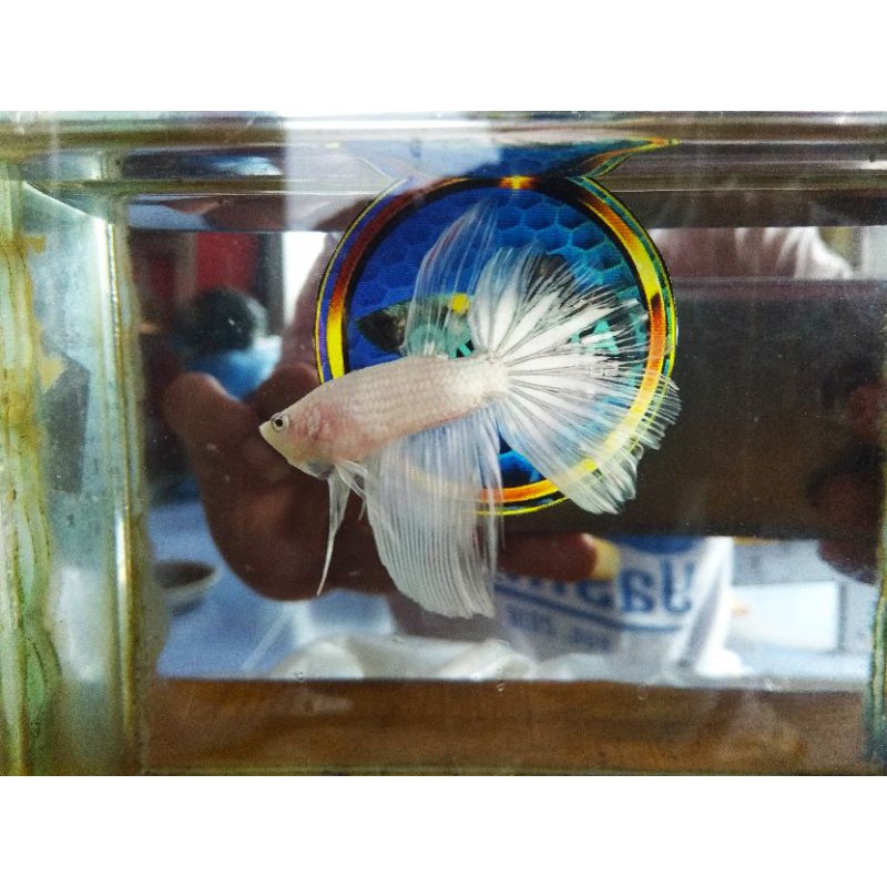 Halfmoon White Copper (HM white copper)