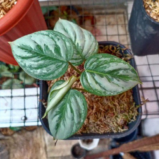 philodendron sodiroi variegata - tanaman hias philodendron sodiroi - philodendron sodiroi