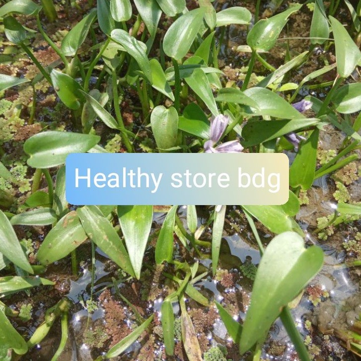 

Daun Eceng Sawah Segar 500 gram