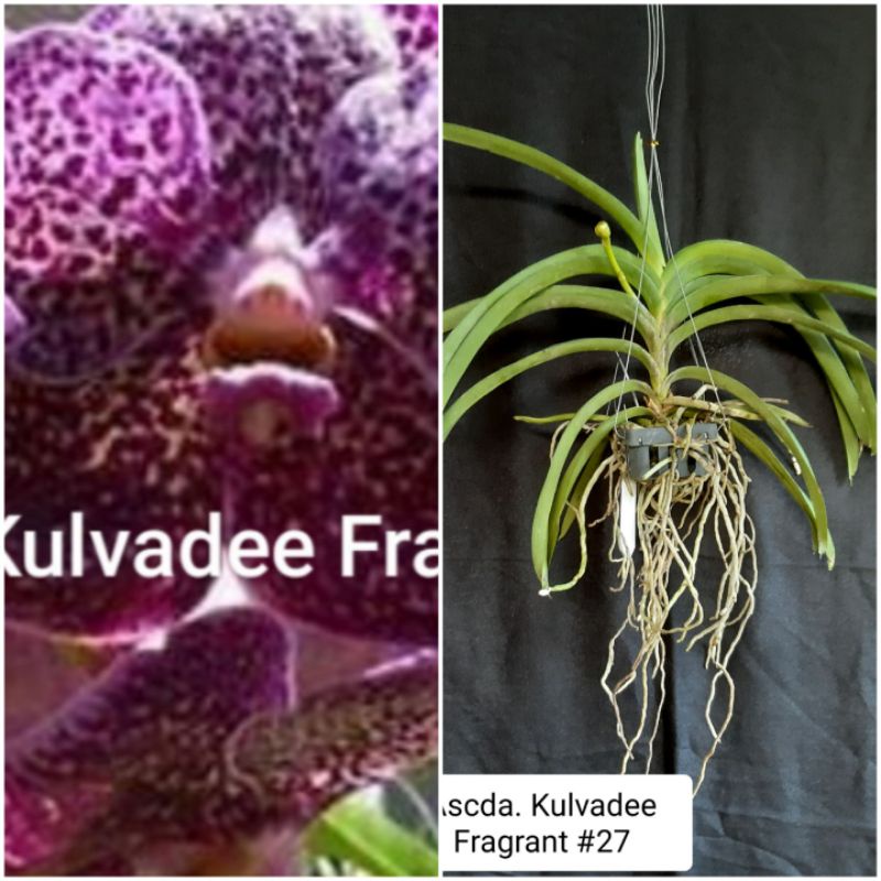 ANGGREK VANDA DEWASA SPIKE KNOP
