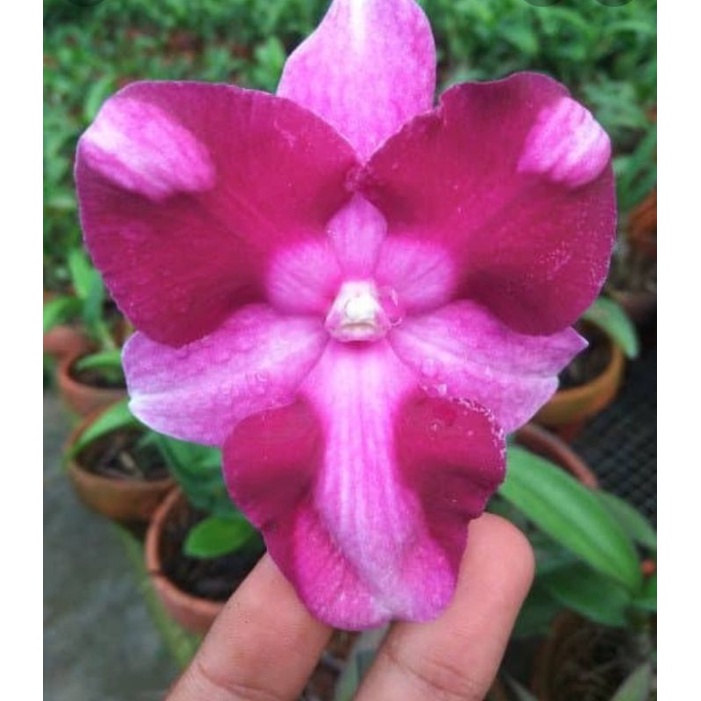 dendrobium king dragon besar